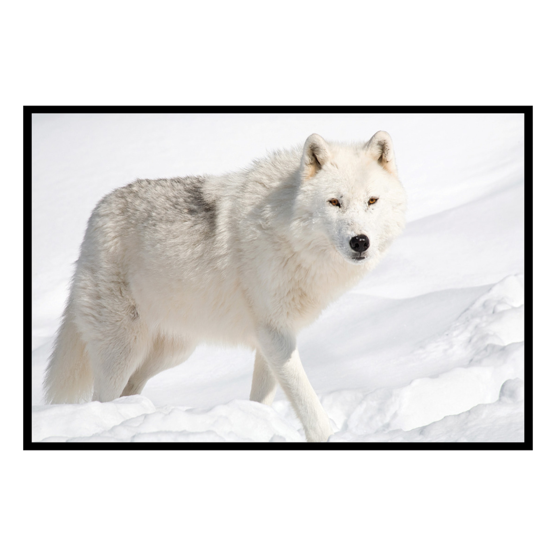 Affiche encadrée loup arctique Affiche + cadre en métal - Noir