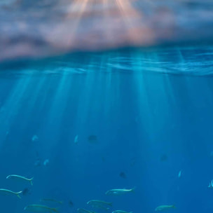 Affiche encadrée dauphins dans l’océan Affiche + cadre en métal - Noir