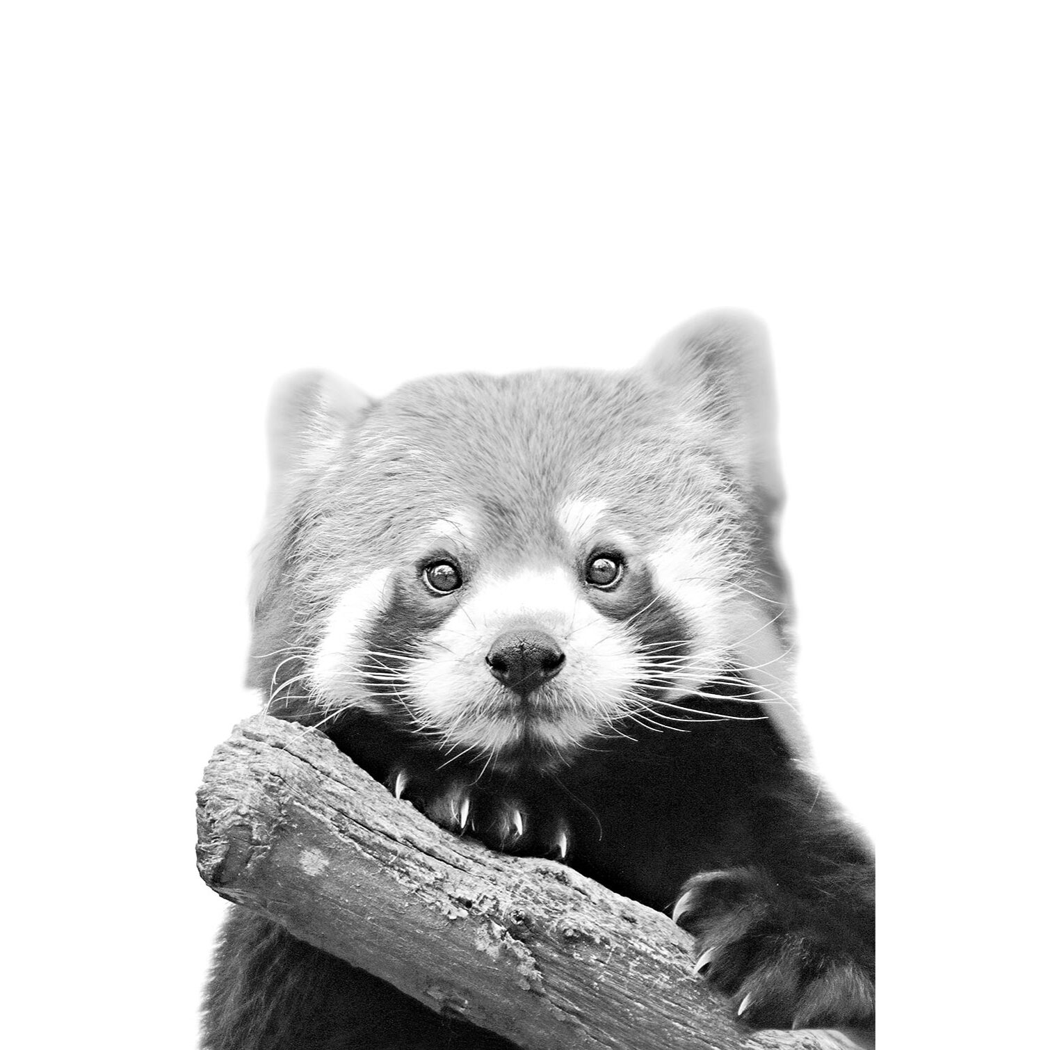 Tableau animaux panda roux  Toile imprimée