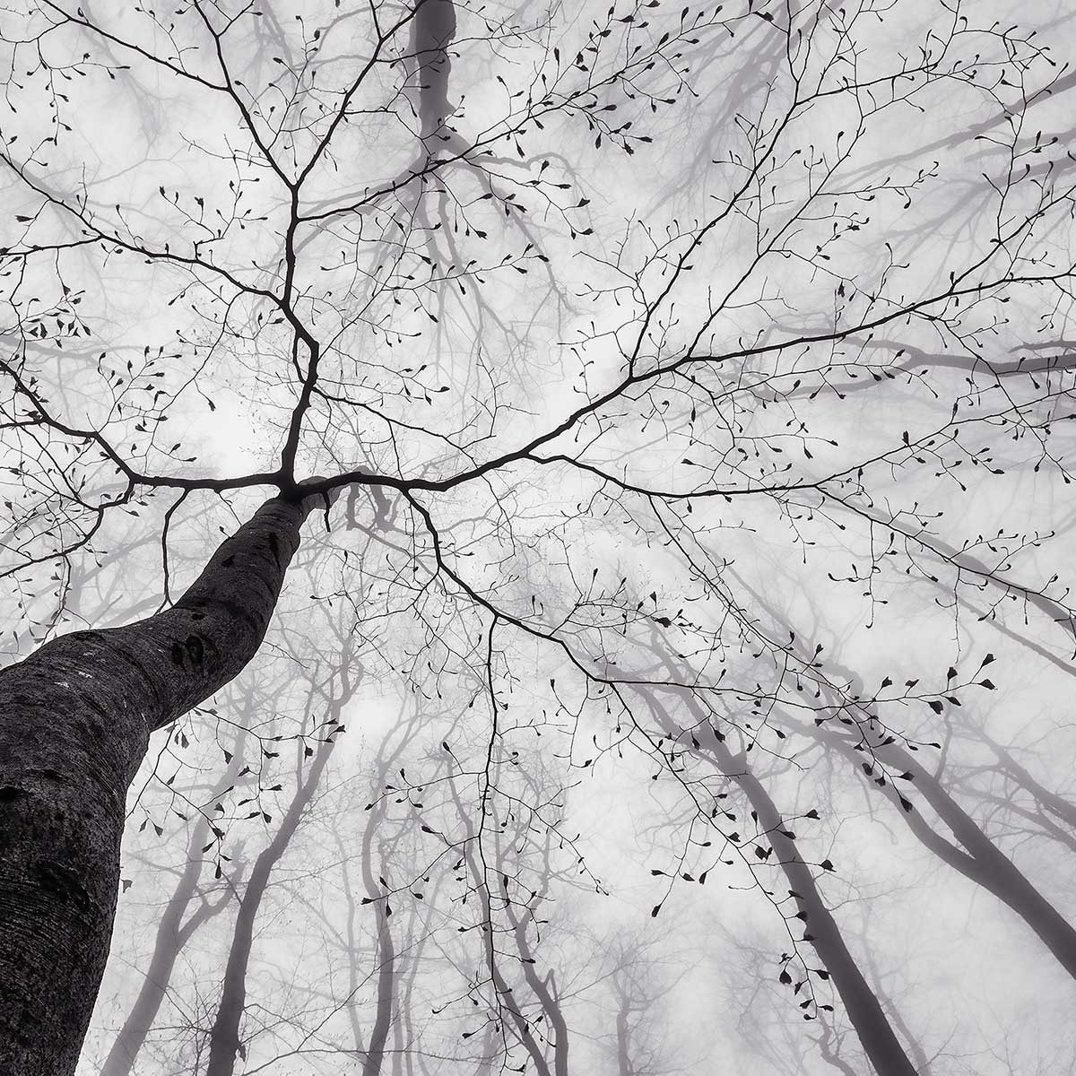 Affiche nature canopée en noir et blanc Affiche + cadre en bois - Noir
