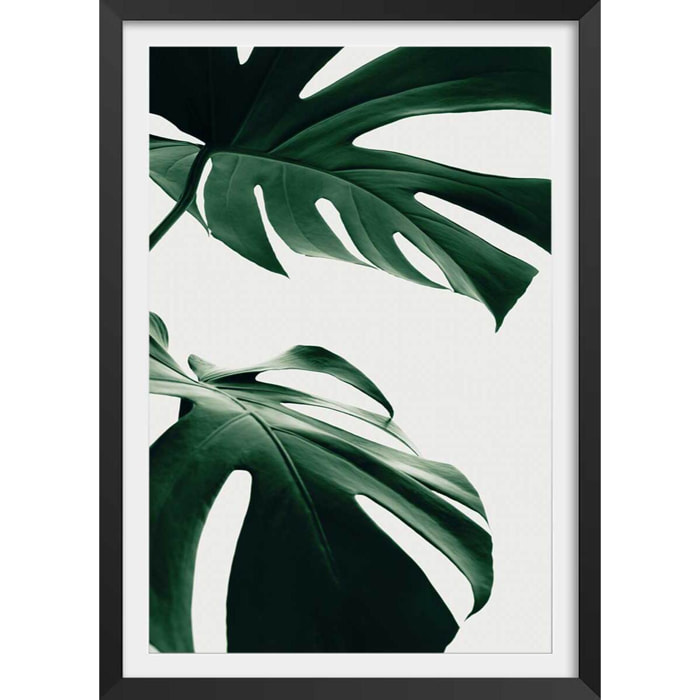 Affiche  monstera due Affiche + cadre en bois - Noir