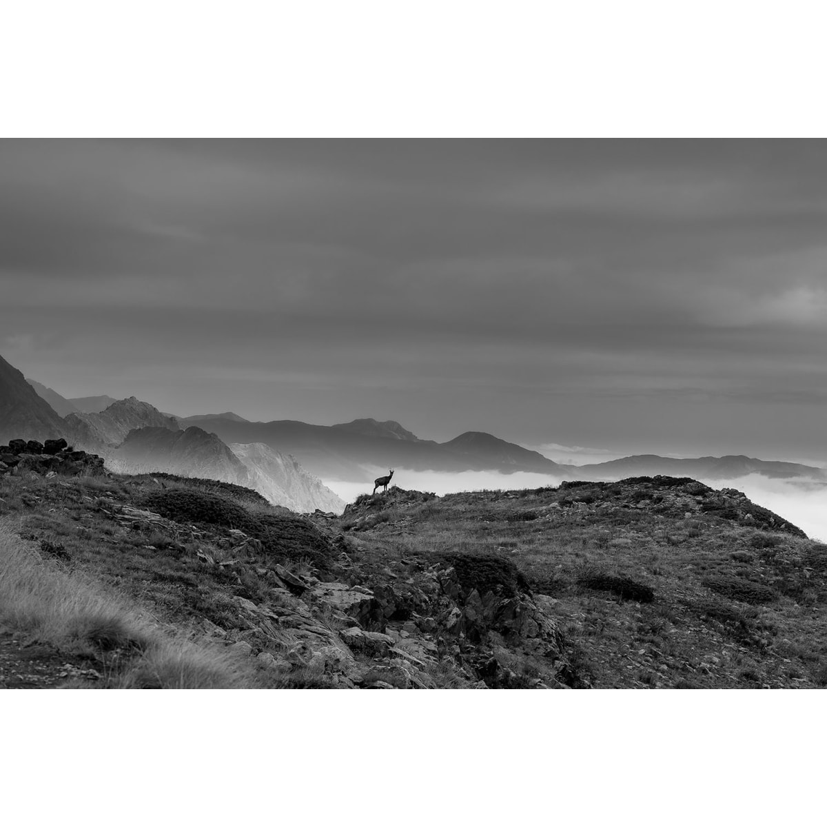 Tableau chamois et mercantour Tableau plexiglas