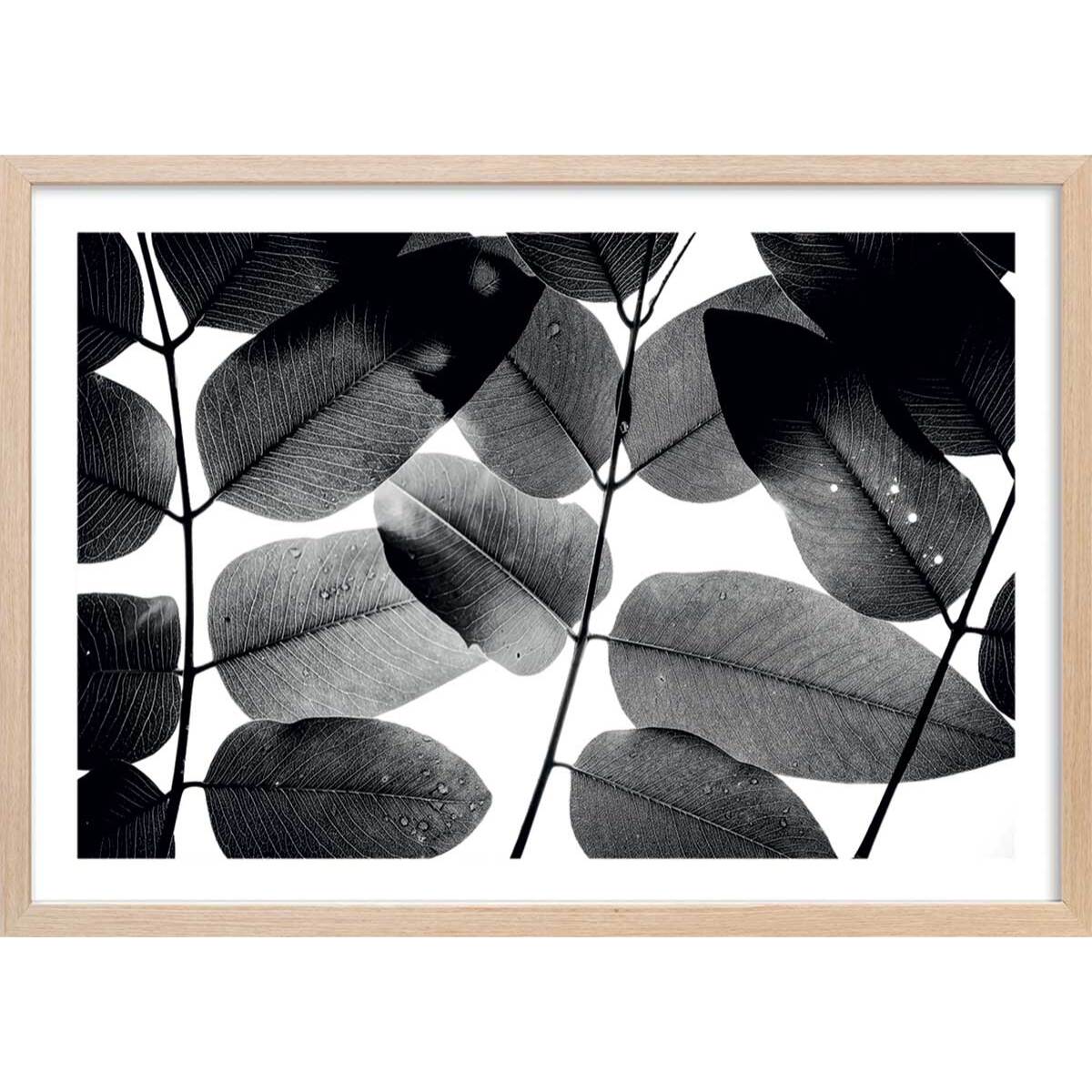 Affiche reproduction experiments with leaves i Affiche + cadre en bois - Chêne