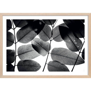 Affiche reproduction experiments with leaves i Affiche + cadre en bois - Chêne