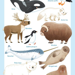 Affiche enfant animaux polaires  Affiche sous cadre bois