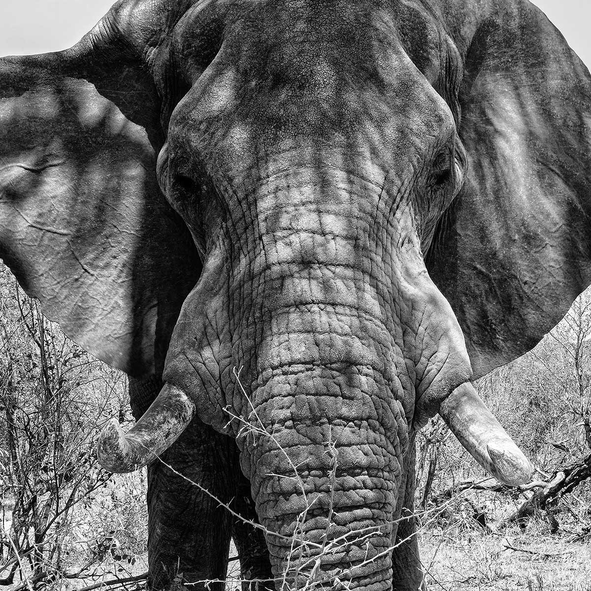 Poster éléphant d'afrique Affiche sous cadre bois