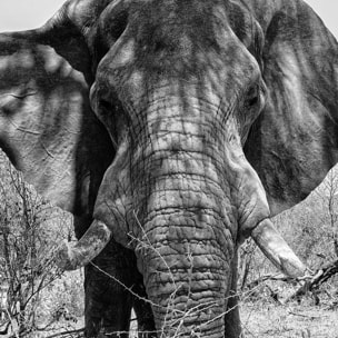 Poster éléphant d'afrique Affiche sous cadre bois