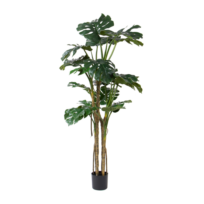 Monstera con vaso - Pezzi 1 - Colore: Verde - 28xH180x18cm - Bianchi Dino