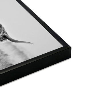 Affiche encadrée Highland écossais en noir et blanc Affiche + cadre en métal - Noir