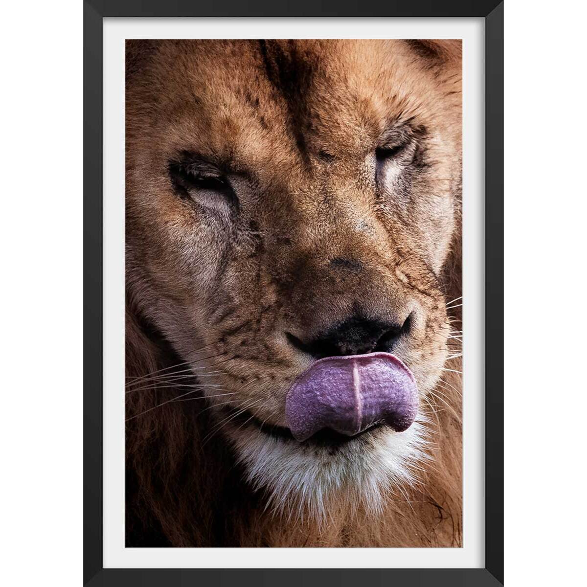 Affiche animaux delice de lion Affiche + cadre en bois - Noir