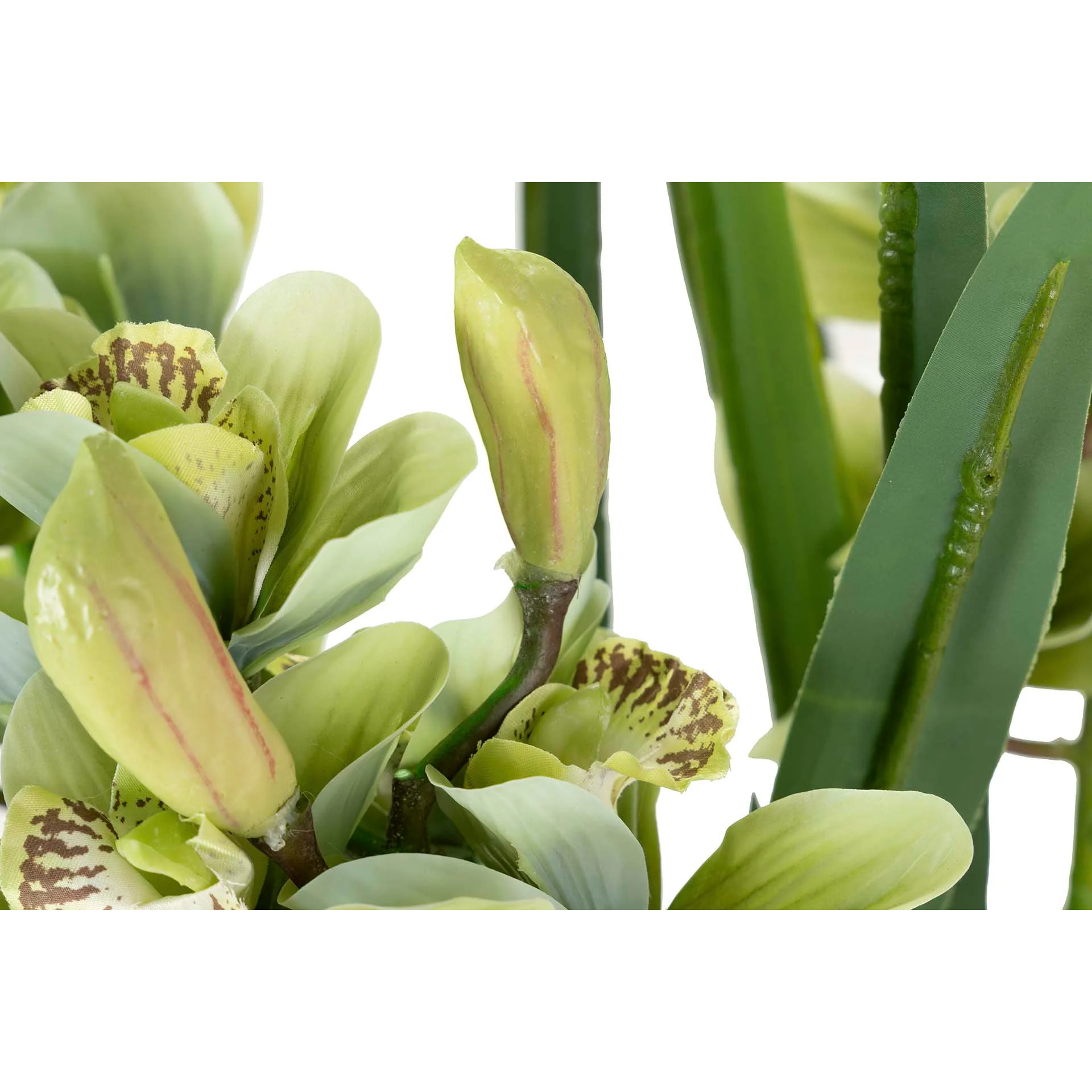 Planta Orquidea Cymbidium 70x70x110 Cm