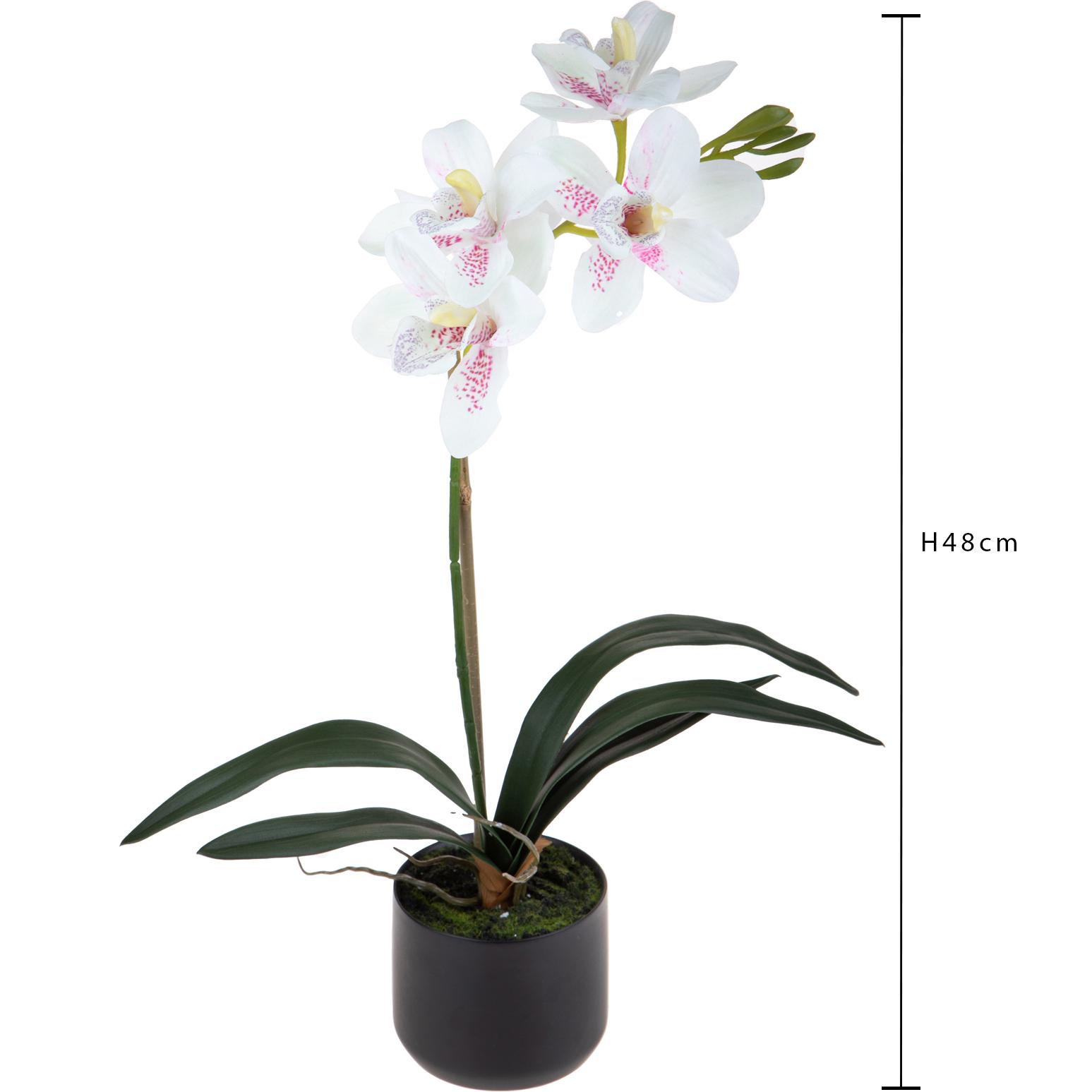 Orchidea Cymbidium Con 1 Diramazione In Vaso. Altezza 48 Cm - Pezzi 1 - 25X48X25cm - Colore: Rosa - Bianchi Dino - Piante Artificiali