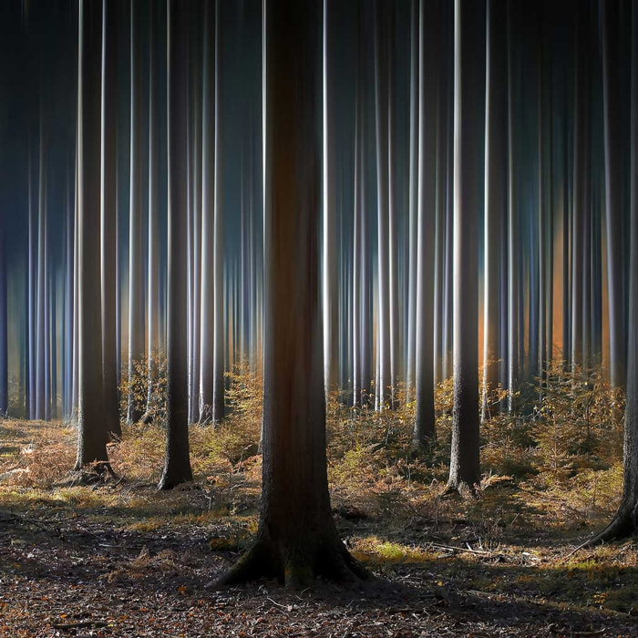 Affiche paysage forêt fantastique Affiche seule