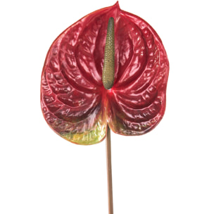 Fiore Di Anthurium. Altezza 70Cm - Pezzi 6 - 15X70X5cm - Colore: Rosso - Bianchi Dino - Fiori Artificiali