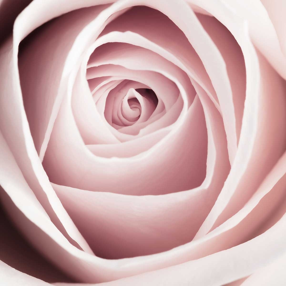 Affiche  coeur de roses Affiche sous cadre noir