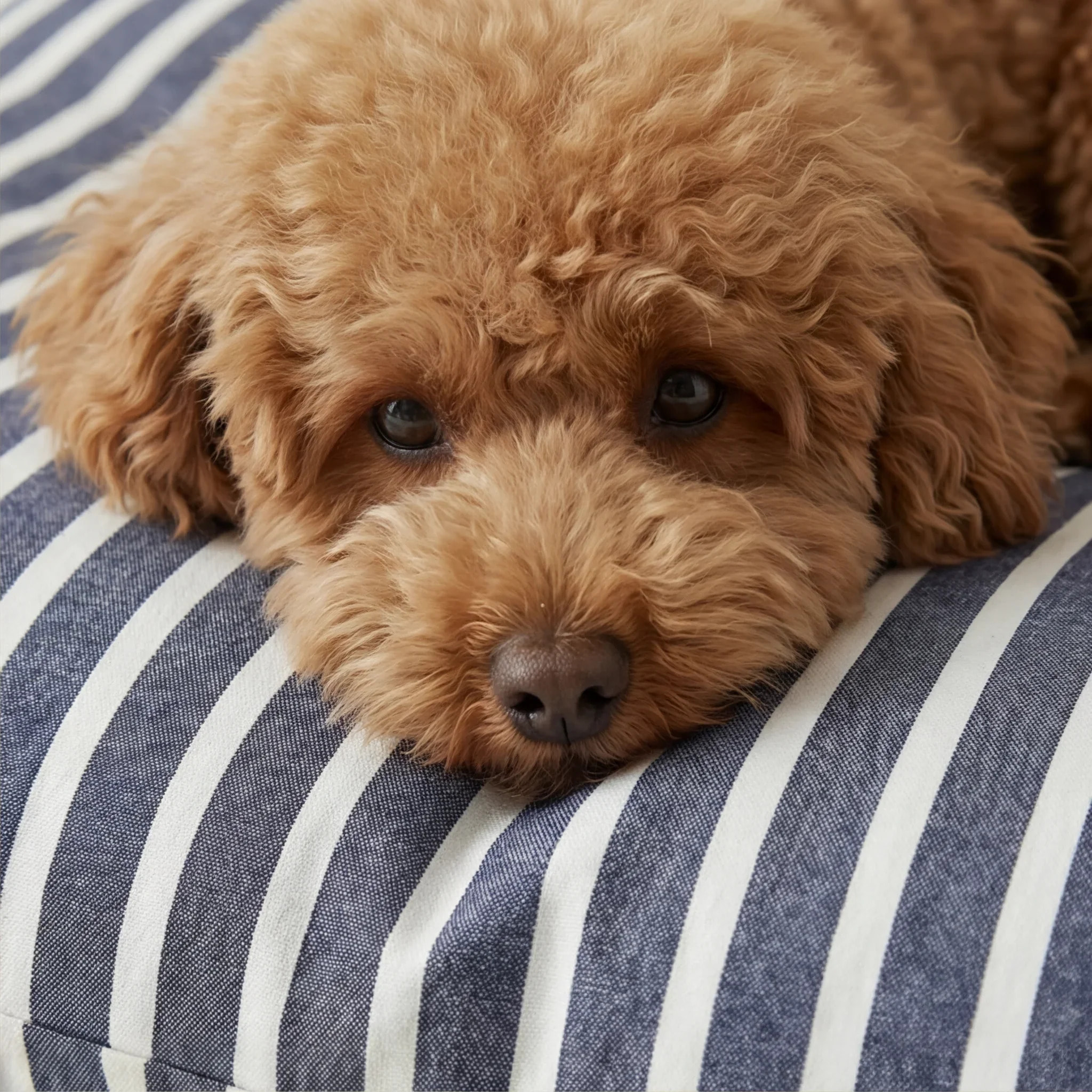 Housse antitaches pour lit pour animal Vinaros Petite