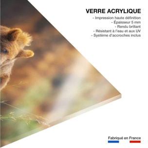 Tableau portrait d'ours Tableau plexiglas