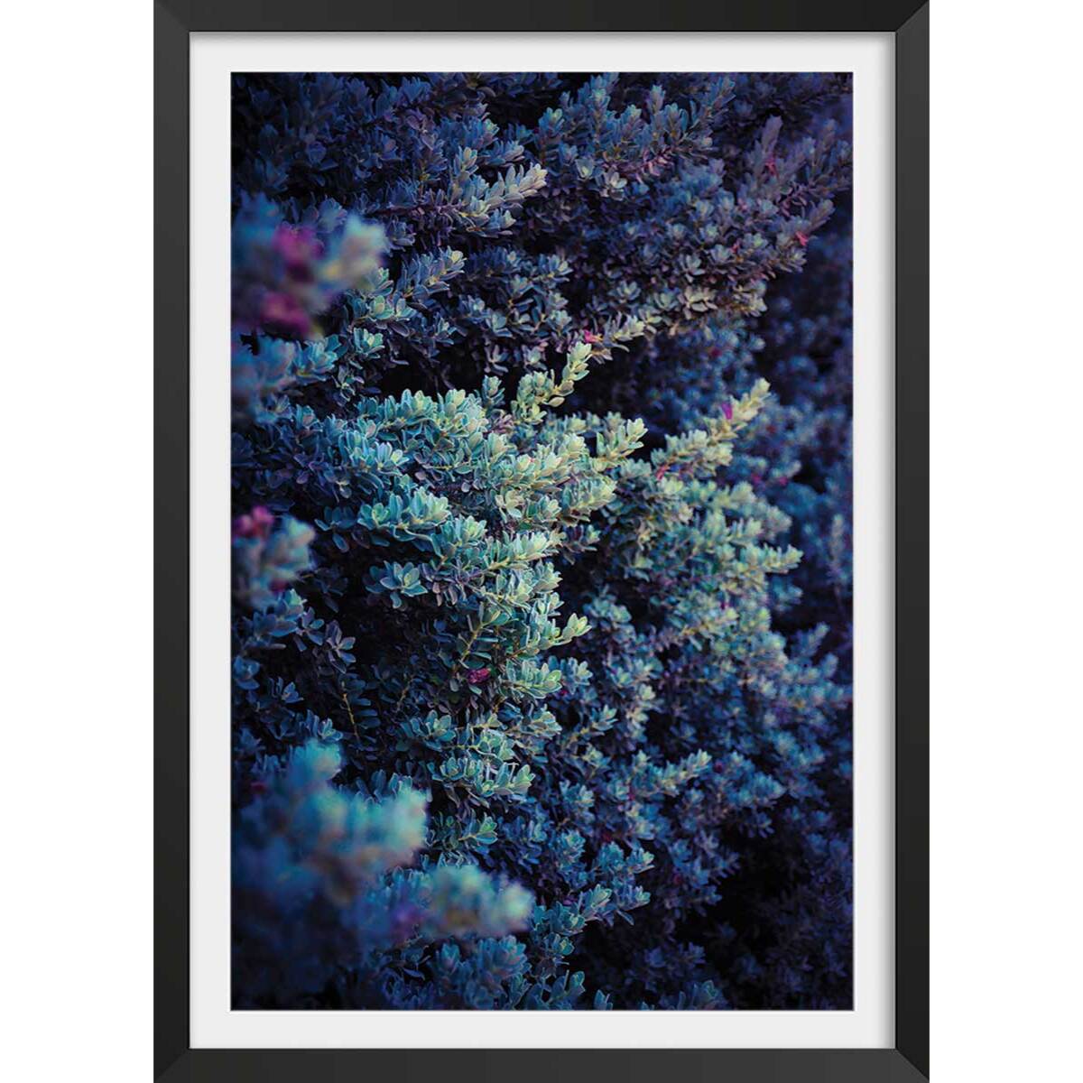 Affiche photo Tableau macro plante grasse collector Affiche sous cadre noir