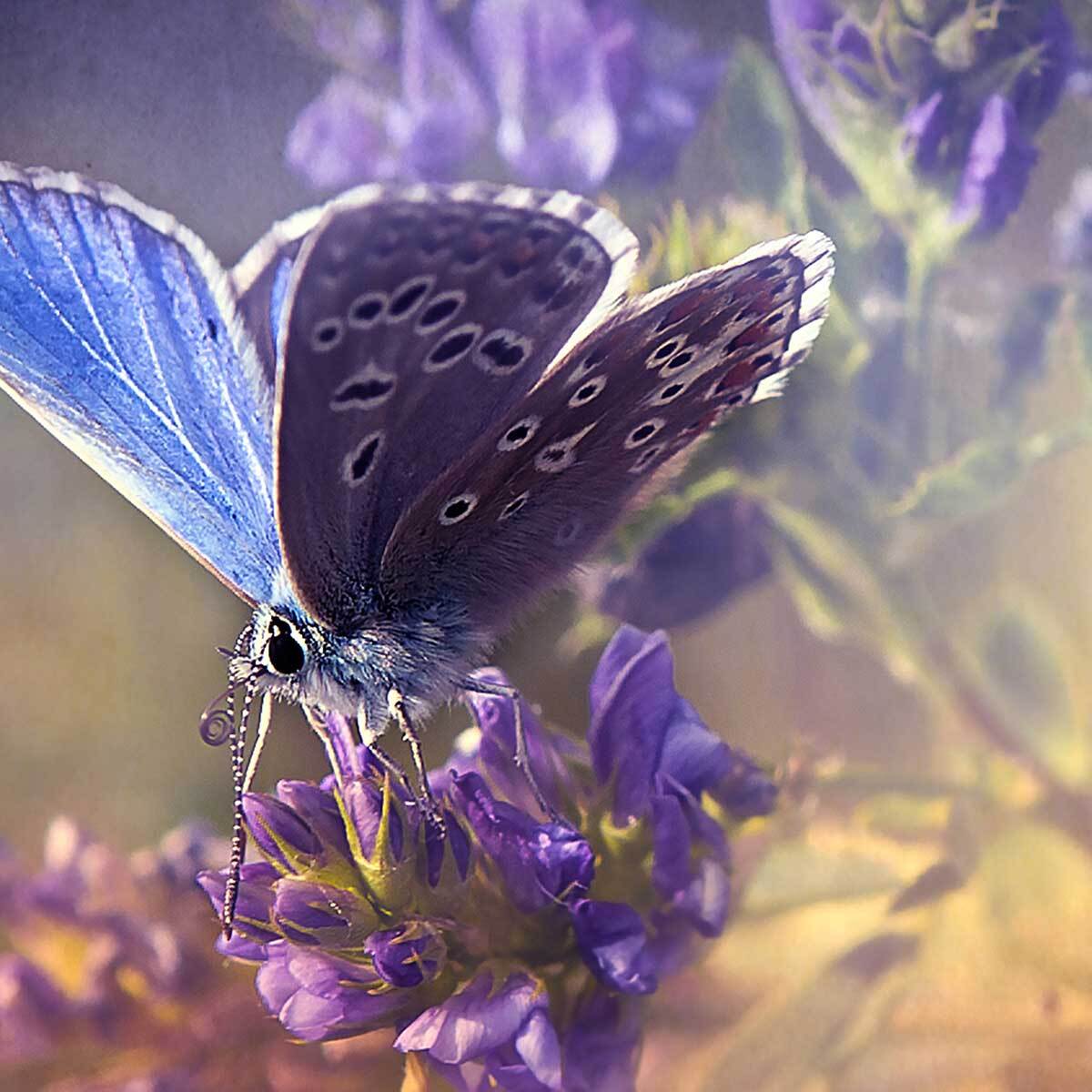 Affiche encadrée – Papillon bleu sur fleur violette, poésie naturelle Affiche + cadre en métal - Noir