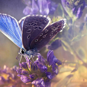 Affiche encadrée – Papillon bleu sur fleur violette, poésie naturelle Affiche + cadre en métal - Noir