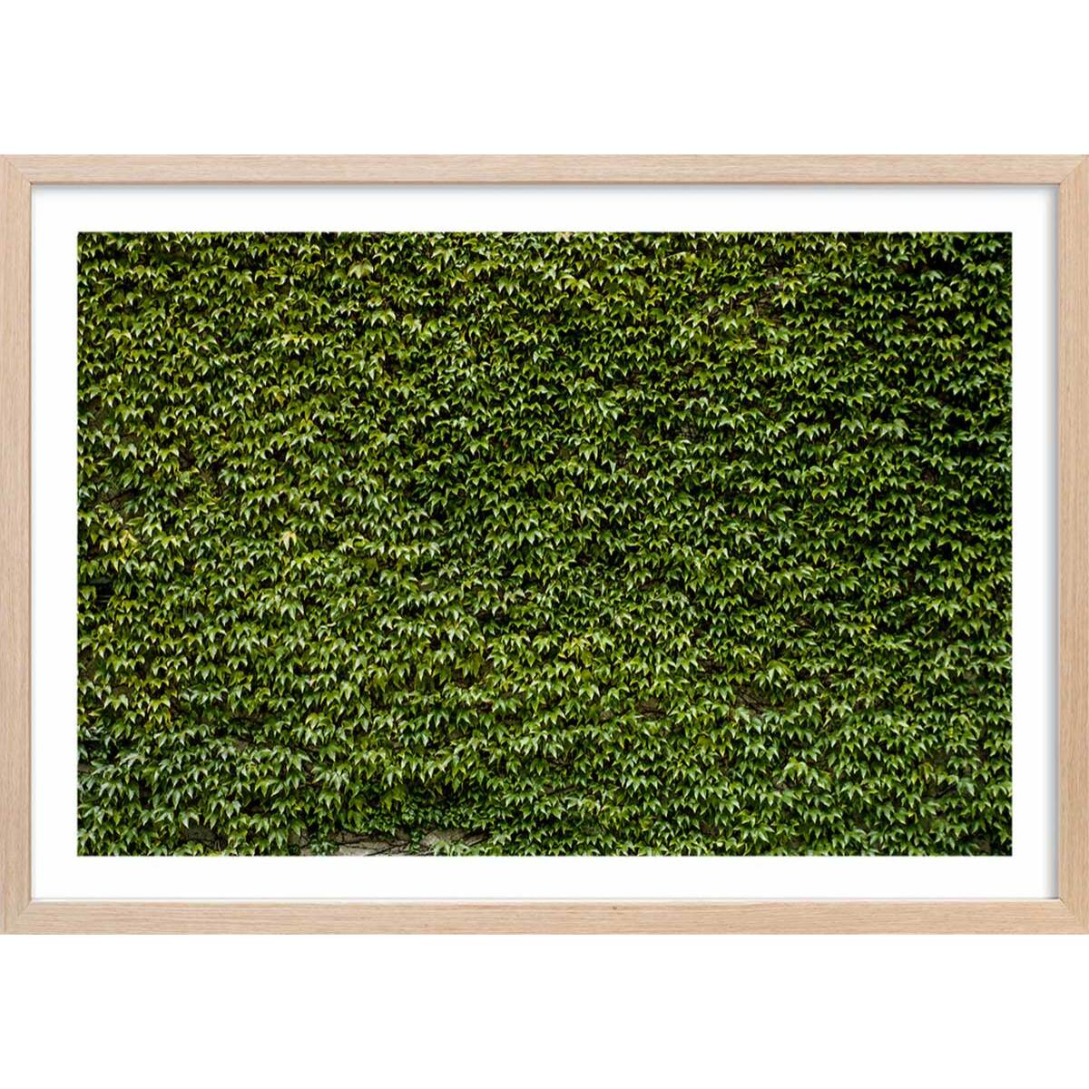Affiche nature mur de lierres Affiche + cadre en bois - Chêne