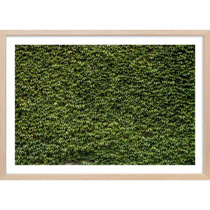 Affiche nature mur de lierres Affiche + cadre en bois - Chêne