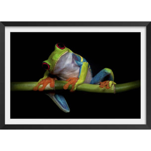 Poster animaux Curiosités Affiche + cadre en bois - Noir