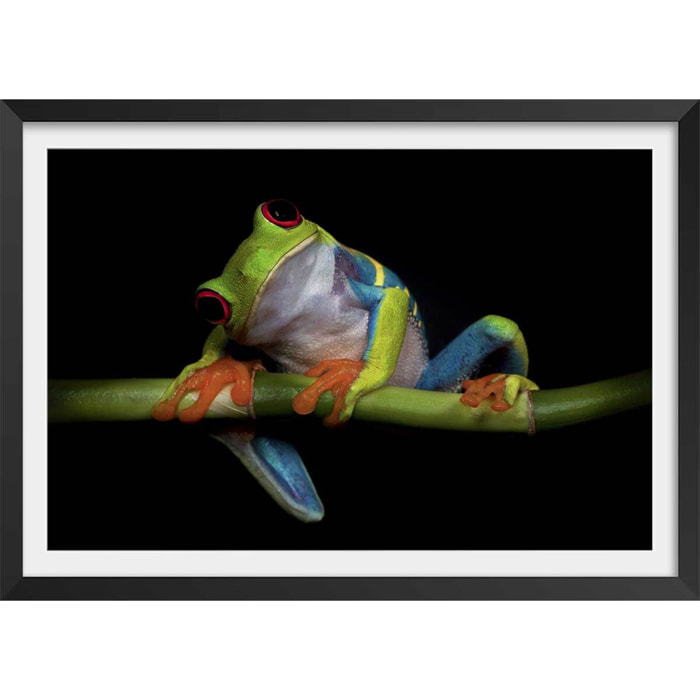 Poster animaux Curiosités Affiche + cadre en bois - Noir