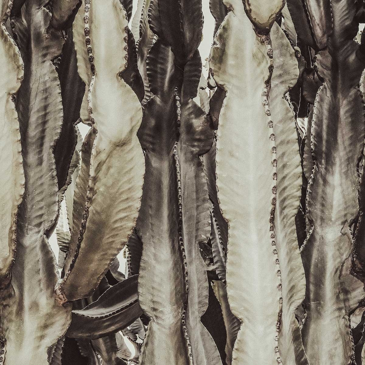 Tableau cactus mood Tableau plexiglas