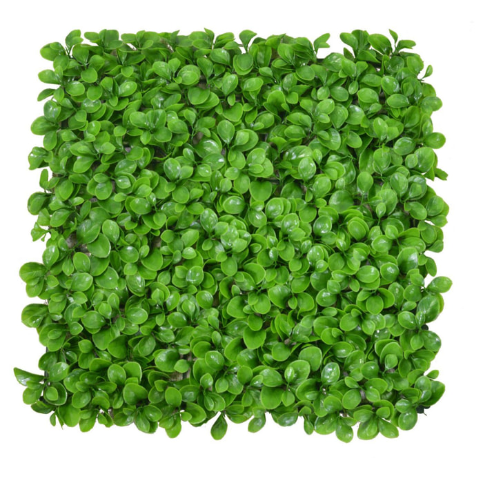 Parete verde verticale Vacchetti peperomia cm50x50