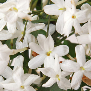 Sexy Amber - Eau de Parfum