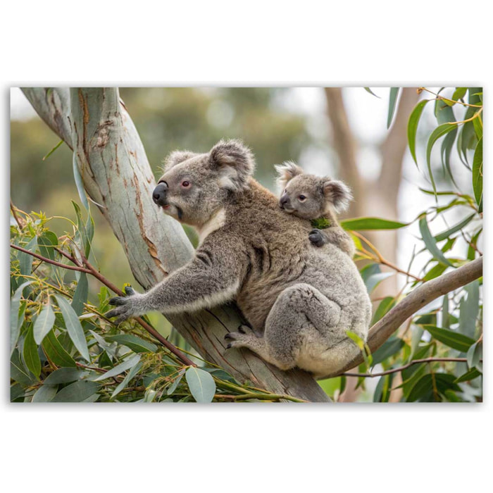 Tableau koalas tendres dans leur habitat naturel Toile imprimée