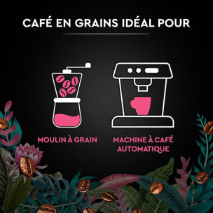 Carte Noire Grains Secret de Nature Congusta 1 KG