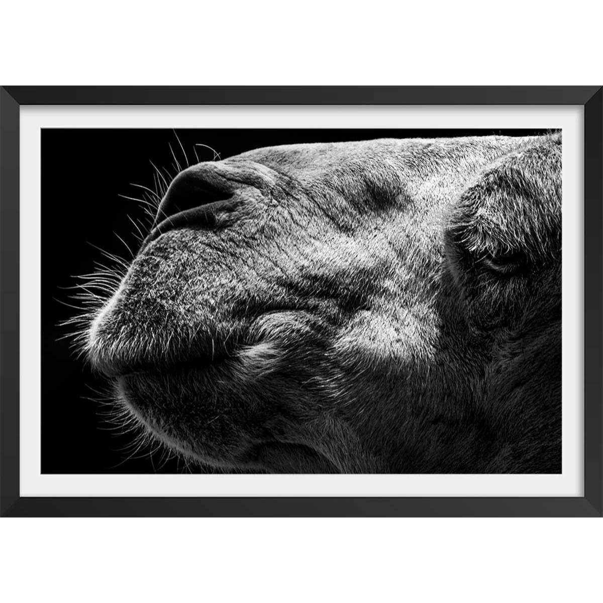Poster animaux Portrait de chameau Affiche + cadre en bois - Noir