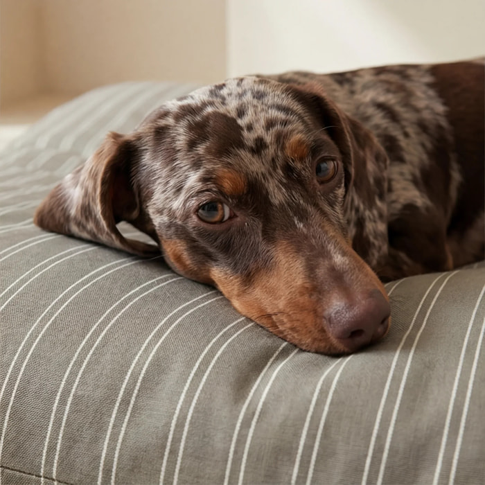 Housse antitaches pour lit pour animal Canela