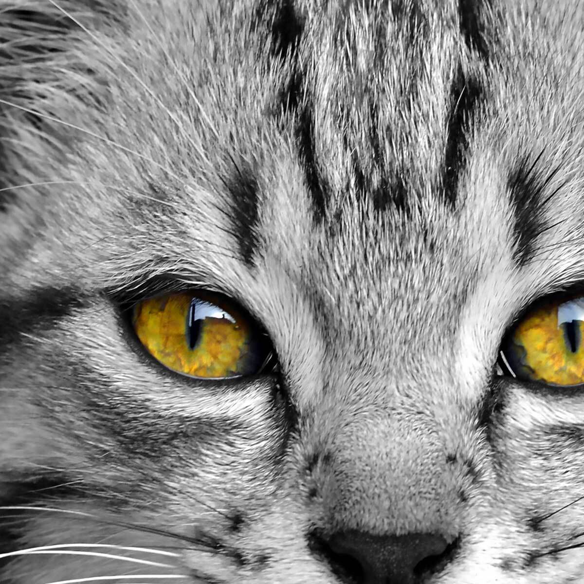 Affiche encadrée – Chat au regard doré, intensité et mystère Affiche + cadre en métal - Noir