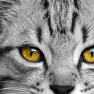 Affiche encadrée – Chat au regard doré, intensité et mystère Affiche + cadre en métal - Noir