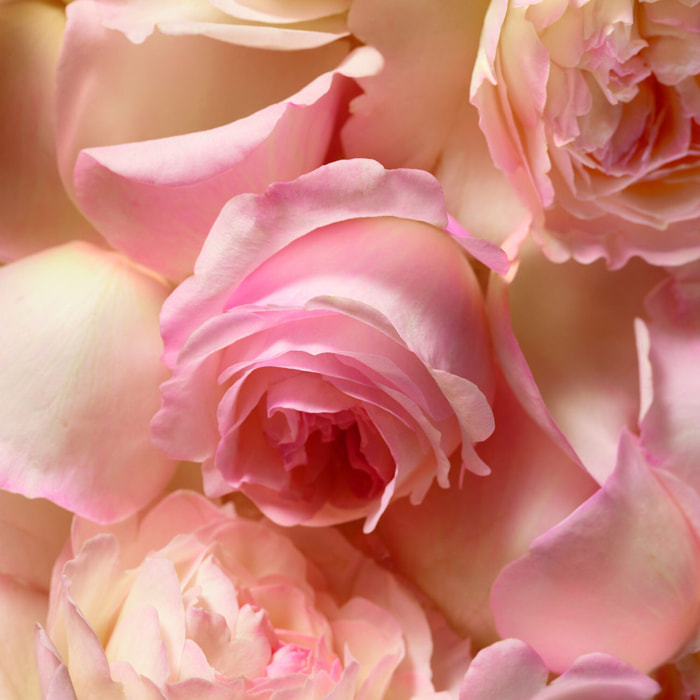 Romance  - Eau de Parfum 100 ml