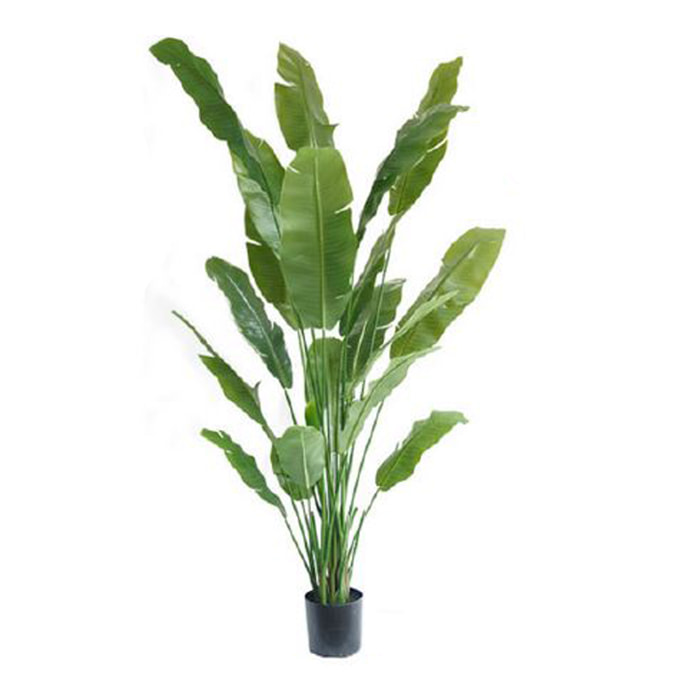 Banano con vaso - Pezzi 1 - Colore: Verde - 32xH210x22cm - Bianchi Dino