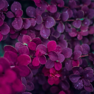 Tableau fleurs de lilas au printemps Toile imprimée