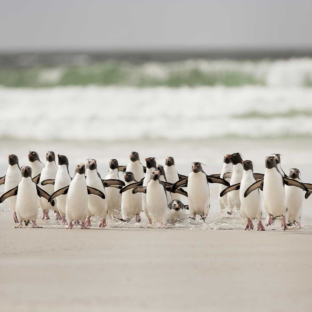 Tableau animaux pingouins Tableau alu Dibond