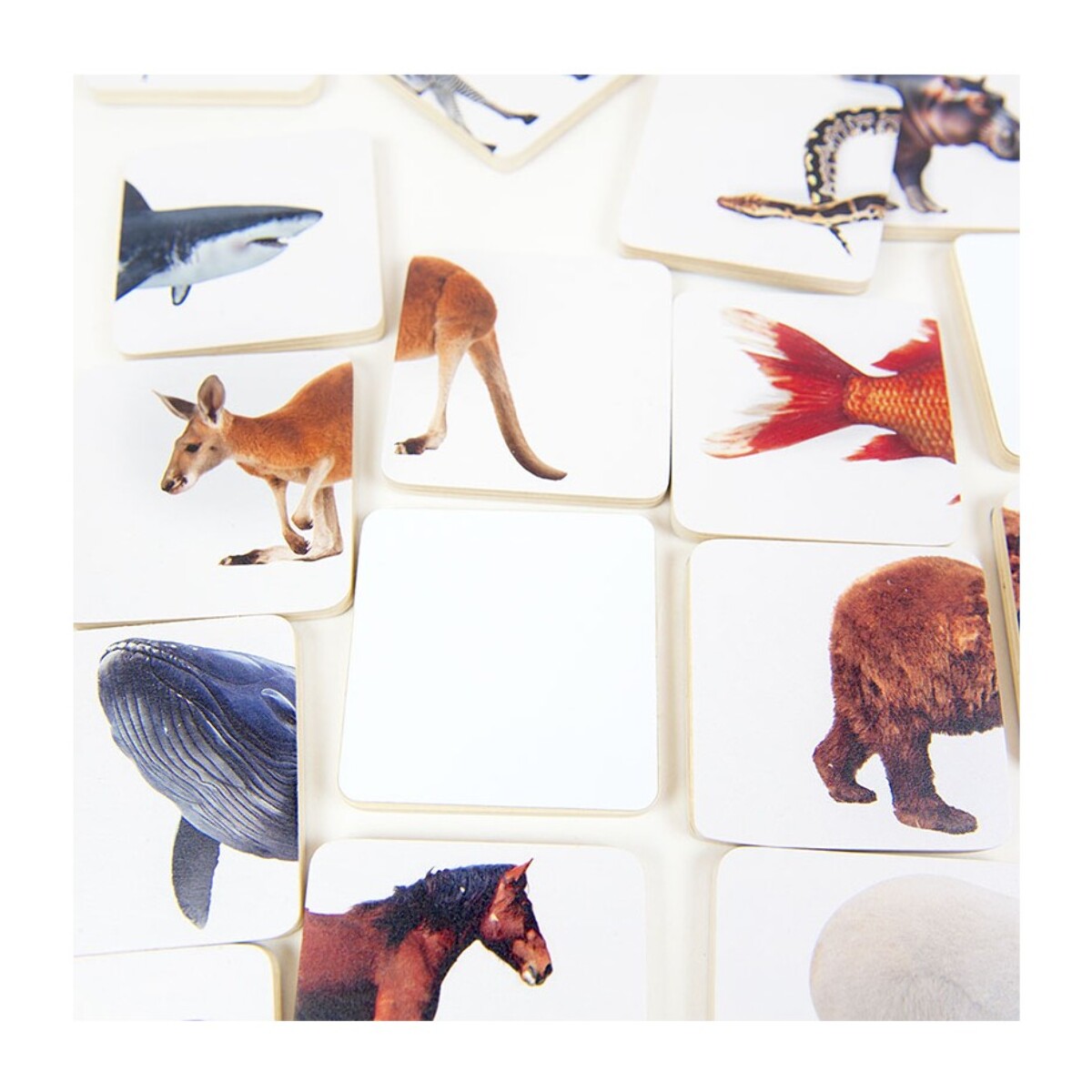 HALF PIC ANIMALS