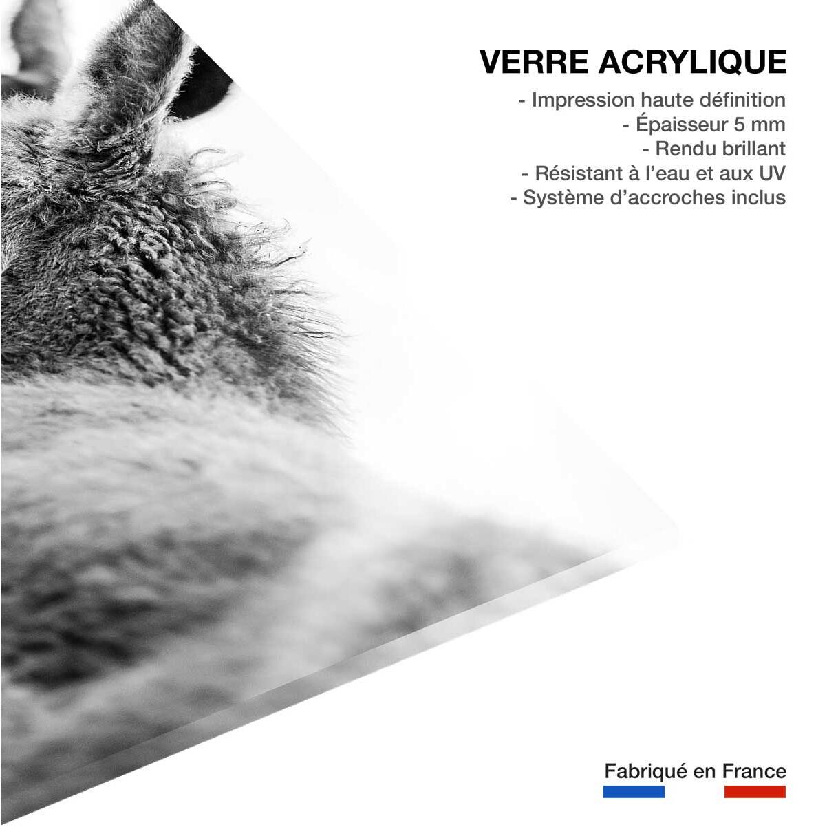 Tableau têtus comme deux ânes Tableau plexiglas