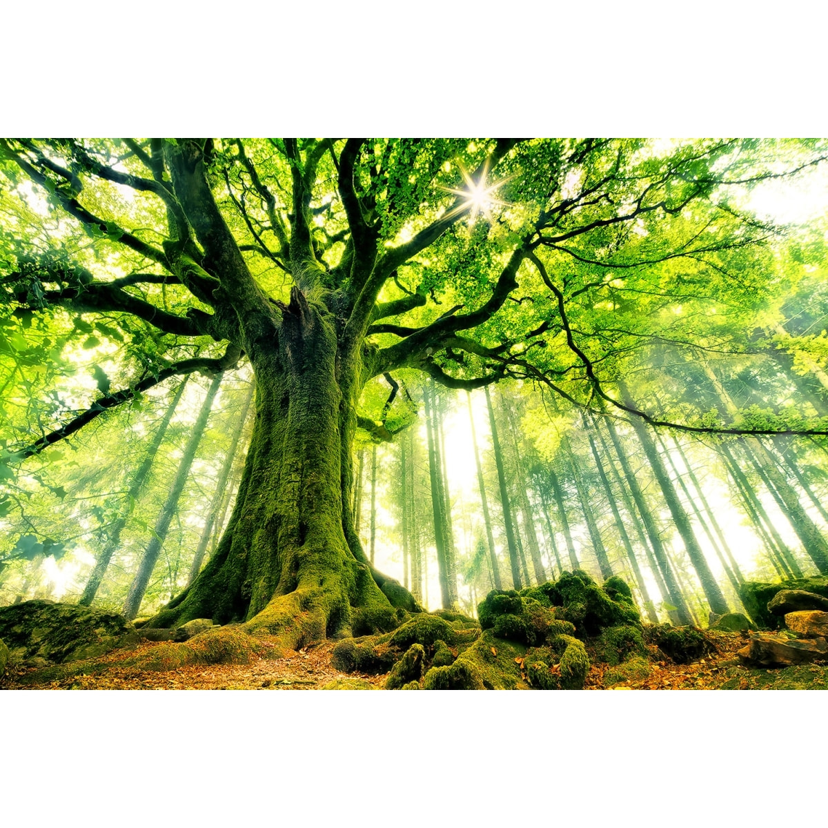 Tableau nature l 'hêtre de ponthus Tableau plexiglas