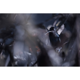 Tableau animaux - La petite étoile d' equateur Tableau alu Dibond