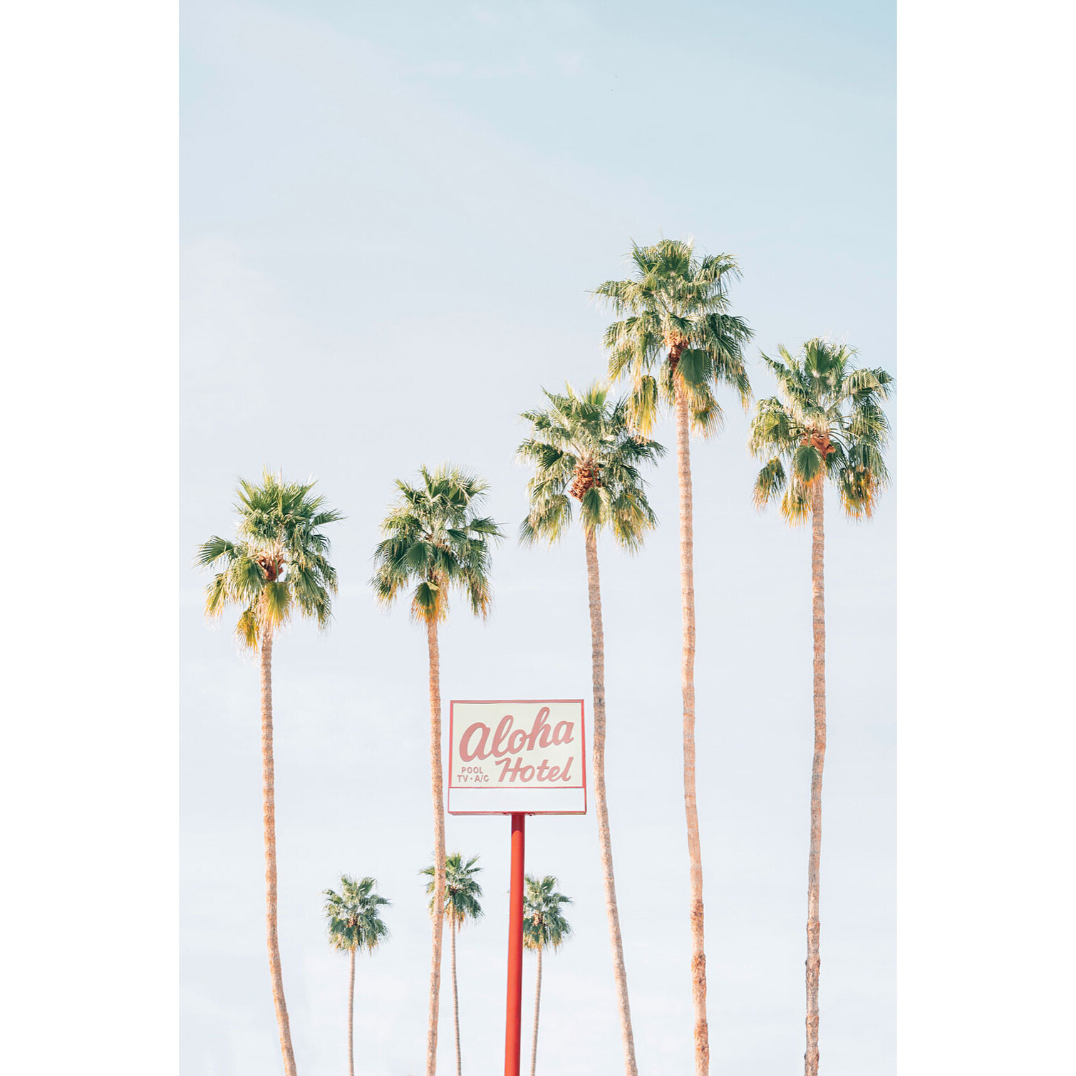 Tableau palmier aloha palmier  Toile imprimée