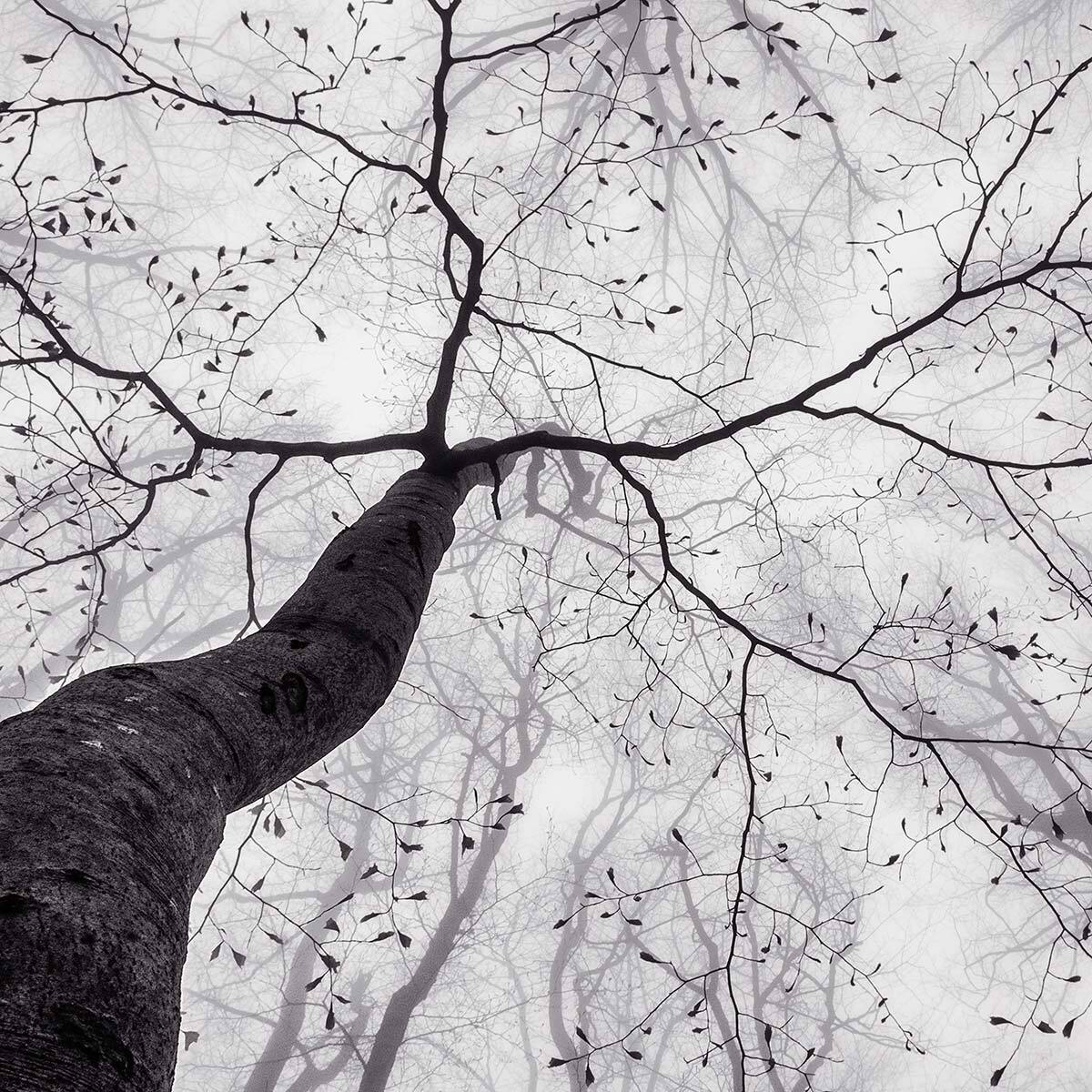 Papier peint panoramique arbre en hiver Intissé