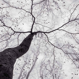 Papier peint panoramique arbre en hiver Intissé