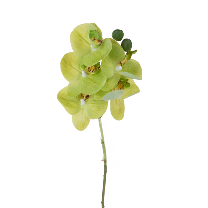 Orchidea phaleonopsis - Pezzi 6 - Colore: Verde - Bianchi Dino
