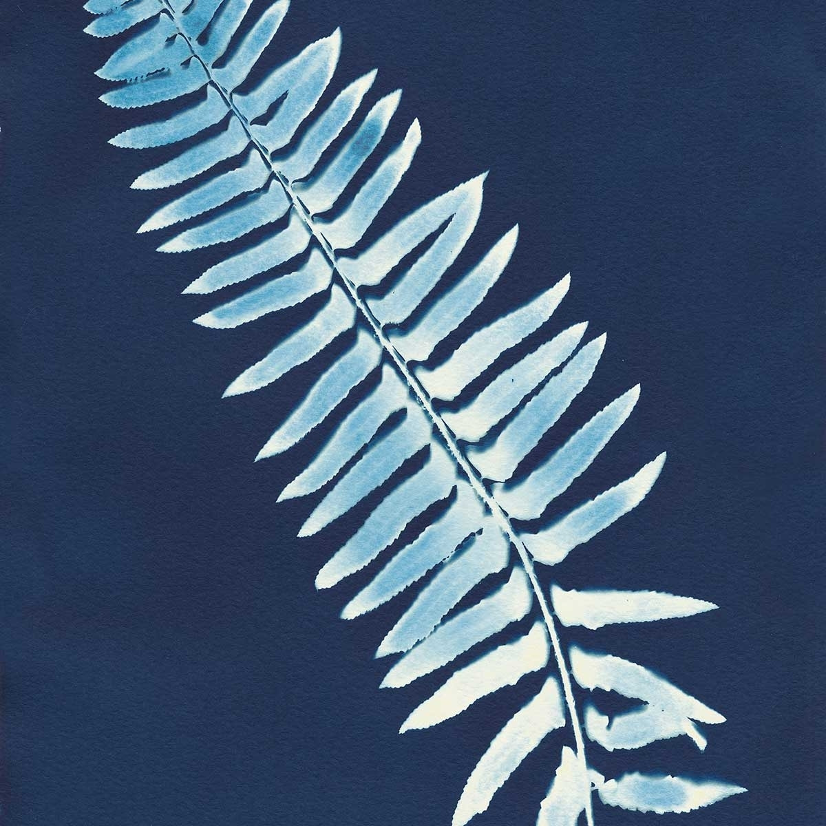 Affiche Fougère bleue Affiche sous cadre bois